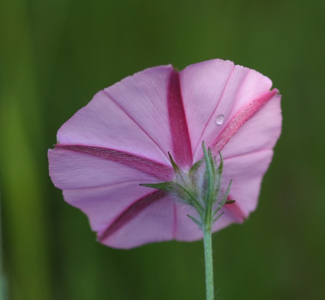 Convolvulus cantabrica